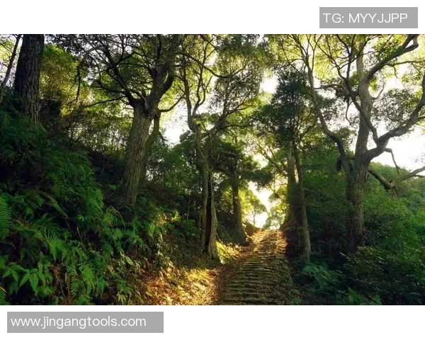 攀岩人生的深度对话：探寻陈军的激情与坚持之路